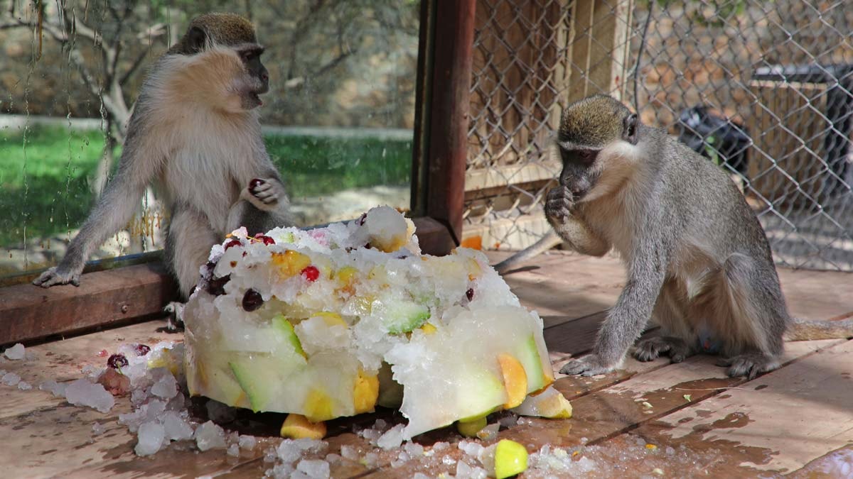 Doğal yaşam parkındaki hayvanlara buzlu meyve ve fıskiyeli serinlik