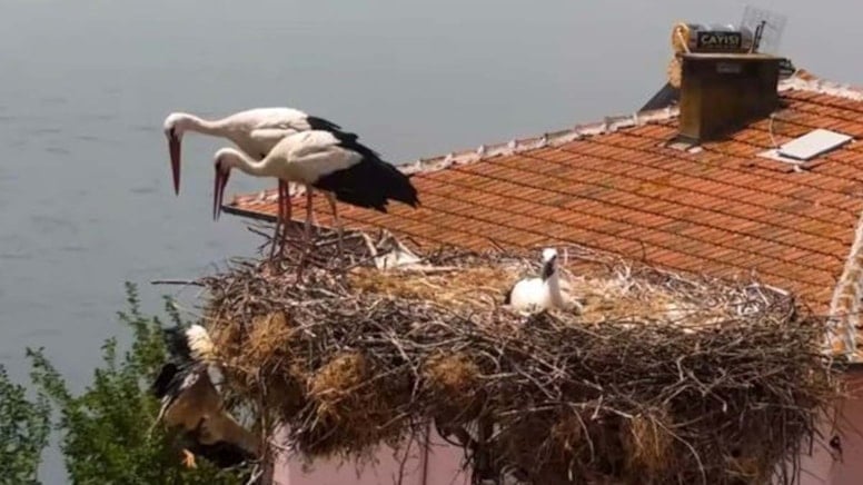 Tedavi sonrası yuvaya bırakılmıştı: 'Yaren' leyleğin yavrusu yeniden alındı