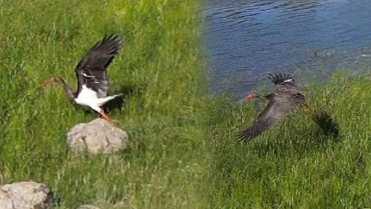 Nadir görülen karaleylek görüntülendi