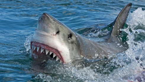 Köpek balığı saldırdı, plajlar kapatıldı