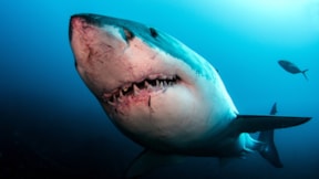 Köpekbalığı saldırıları neden arttı?