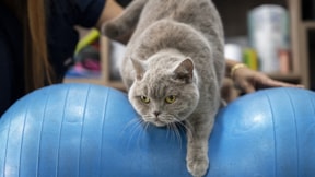 Obez kedi 'Şiraz' pilates ve yüzmeyle 6 kilo verdi