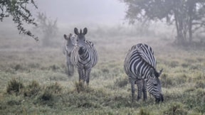 Vahşi yaşam parkları safari meraklılarını cezbediyor