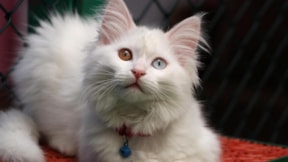 Van Kedi Villası'nın en yaşlı kedisi 18 yaşında
