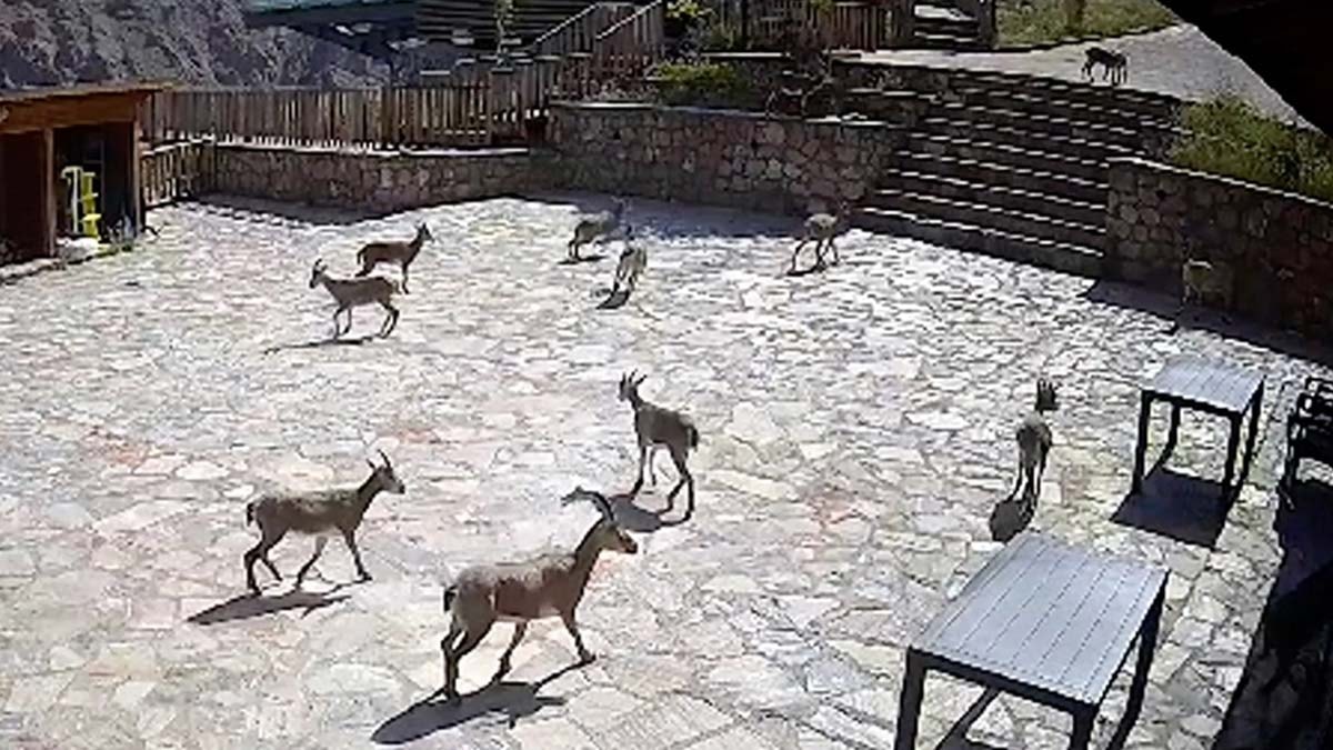 Yaban keçileri cam terasta görüntülendi