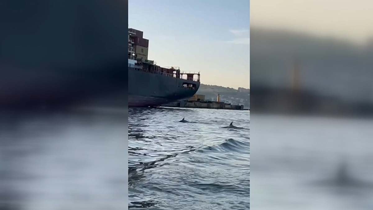 Yunusların tekneye eşlik etmesi görüntülendi