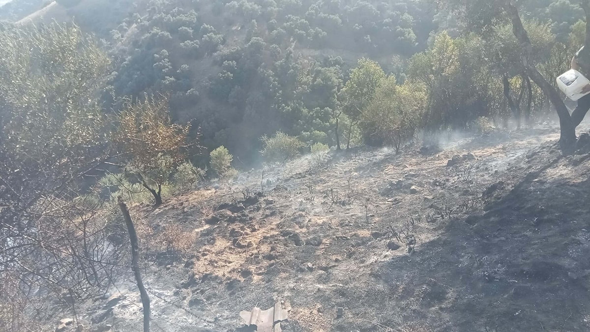 Kaynak yaparken zeytinliği yaktılar, serbest kaldılar