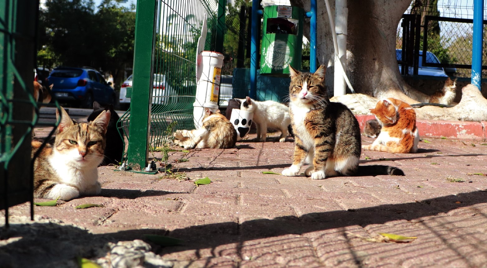 'Ötanazi Yasası'na tepki: Sokaklar fare dolar, şehre yabani hayvanlar gelir