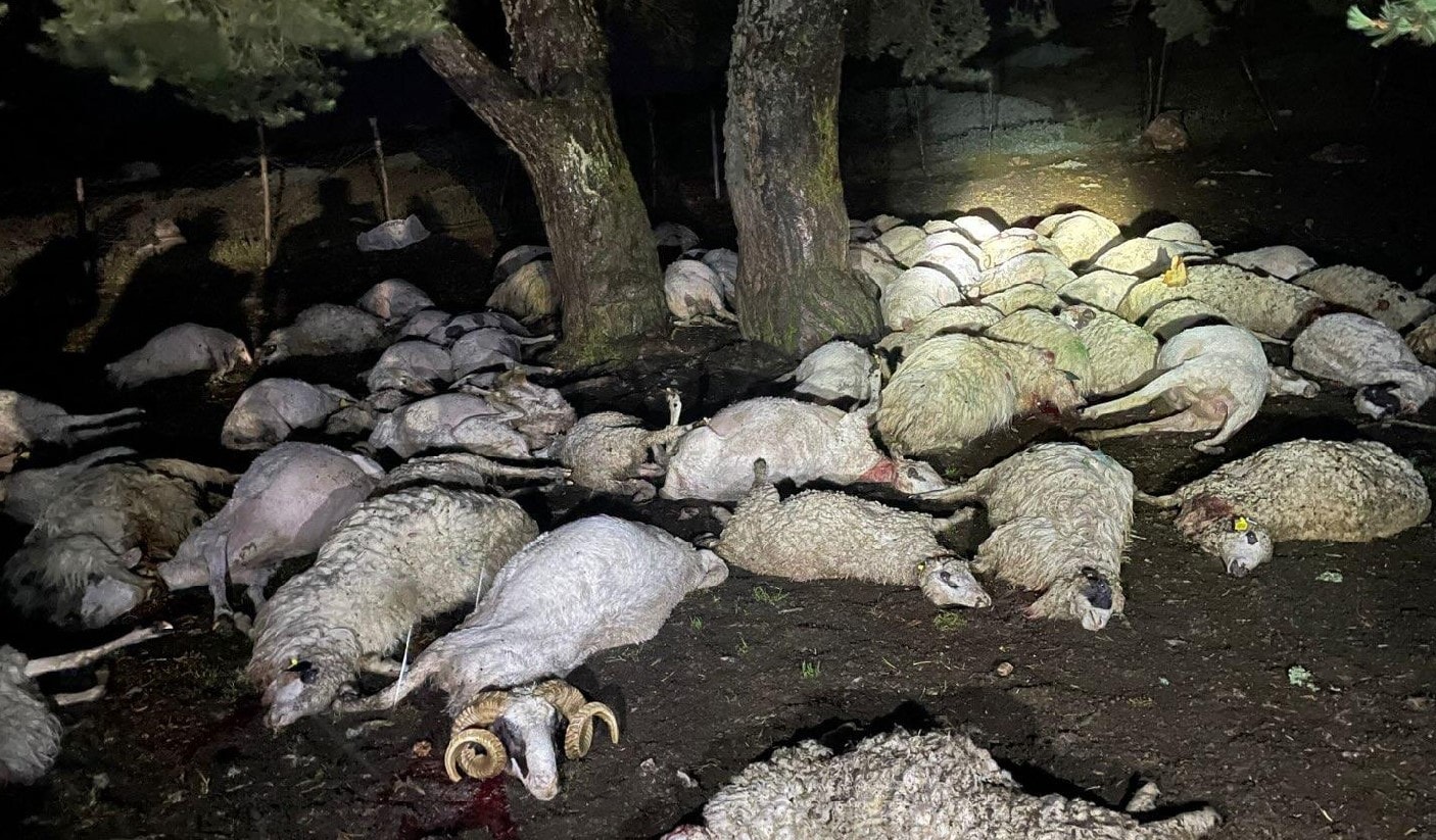 Yağmurdan kaçarken yıldırım vurdu... 76 hayvan can verdi