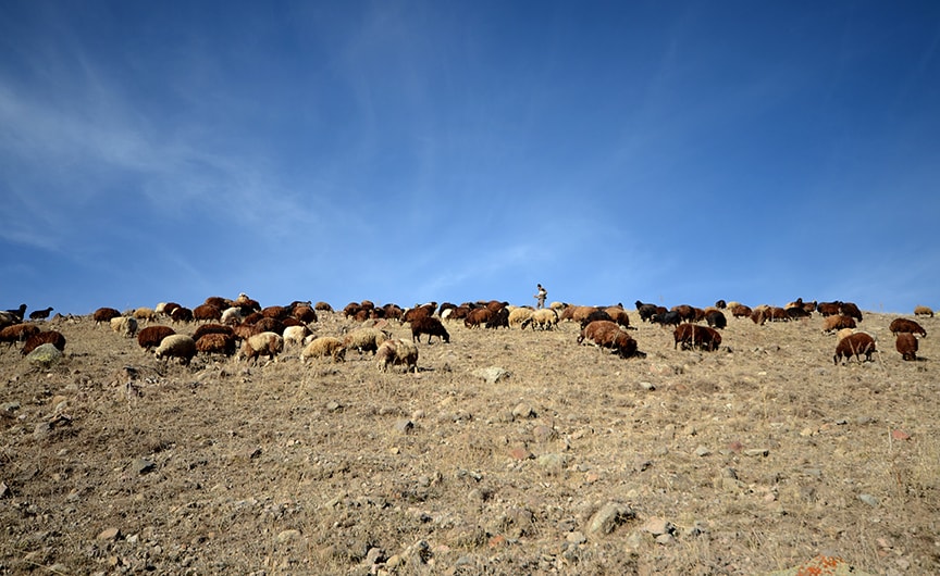 'Hükümet, Afganistan'la çoban istihdamı için görüşüyor'