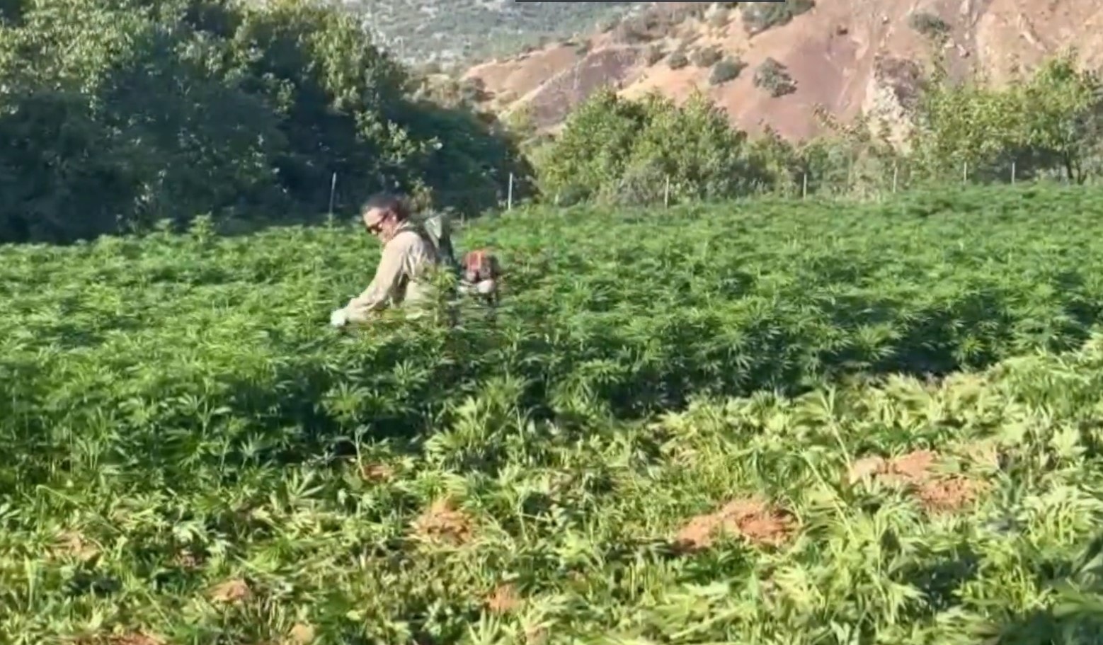 2 tondan fazla uyuşturucu ele geçirildi