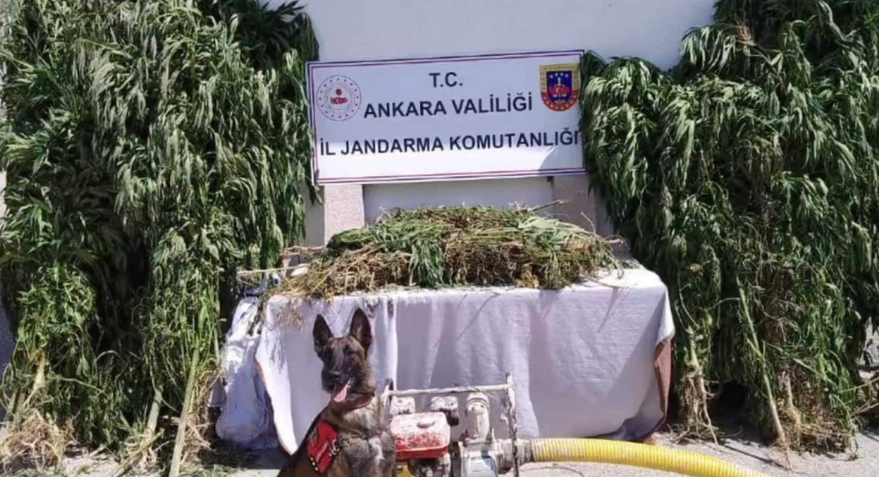 Milyonlarca kök kenevir, yüzlerce kilogram uyuşturucu ele geçirildi