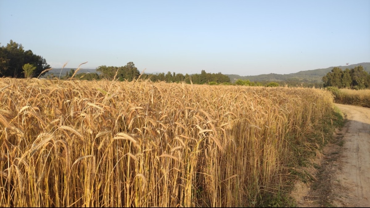 Küresel ısınma tarımı nasıl etkiliyor?