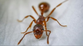 Karıncalar, yaralananları tedavi etmek için ampütasyon uyguluyor