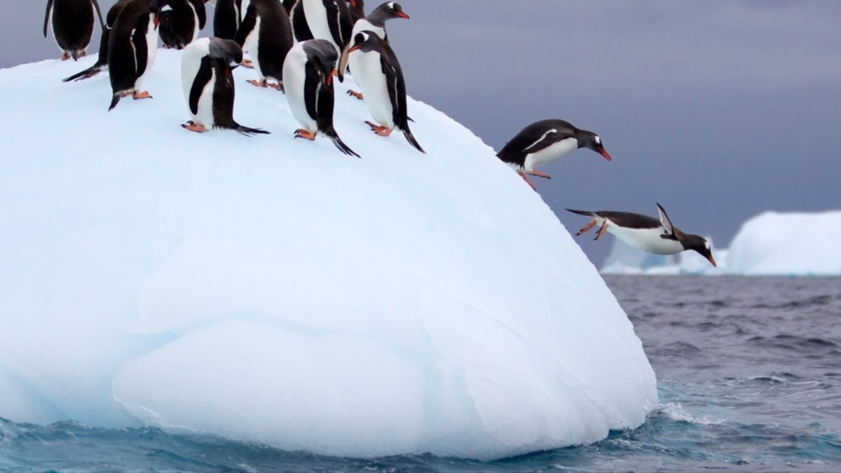 İklim değişikliği neler getirecek? Buzullar eriyecek mi?
