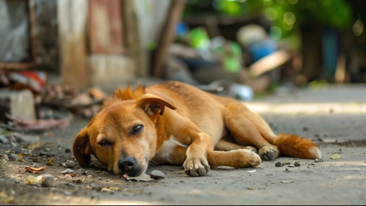Ötanazi yetkisi katliam getirir