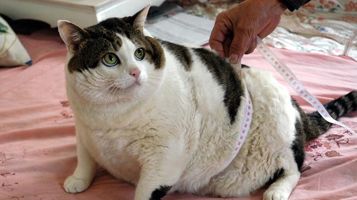 Tombul kediler forma girecek