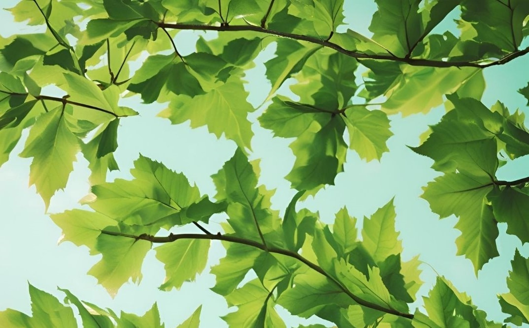 Çınar yaprağı suyu faydaları, nelerdir?