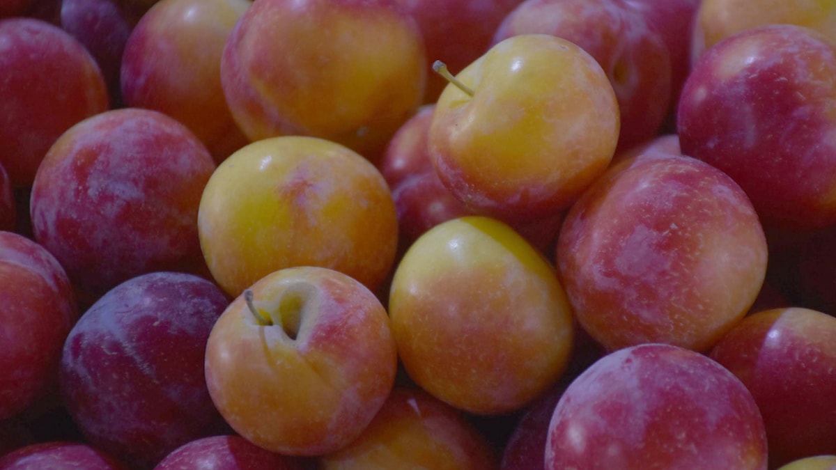 Haziran sıcakları meyve ağaçlarını vurdu!