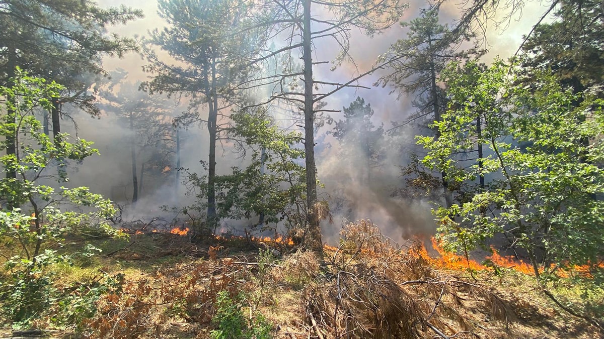 Bilecik'te orman yangını