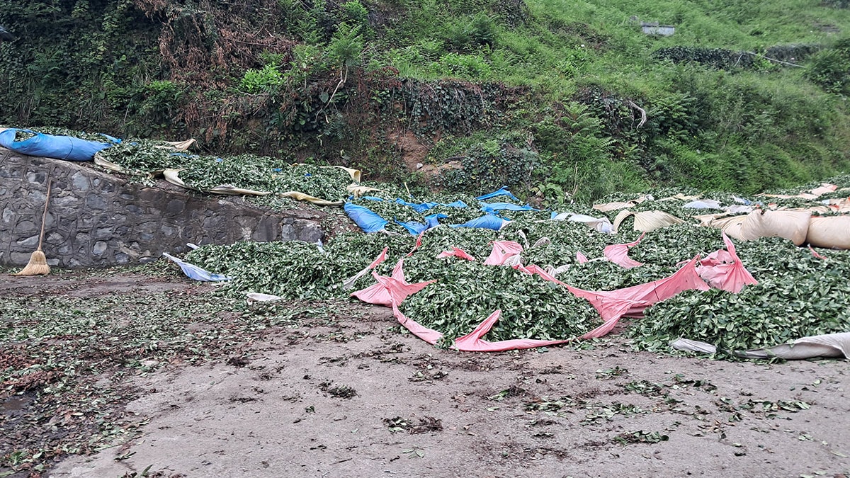 Çay üreticisi isyanda: Böyle ıstırap görmedik