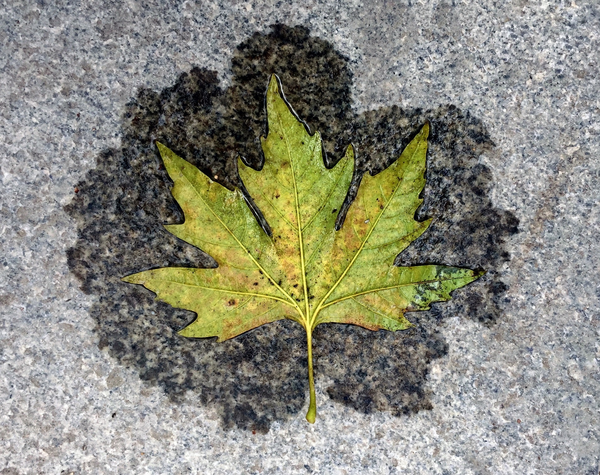 Çınar yaprağı faydaları, nelerdir?