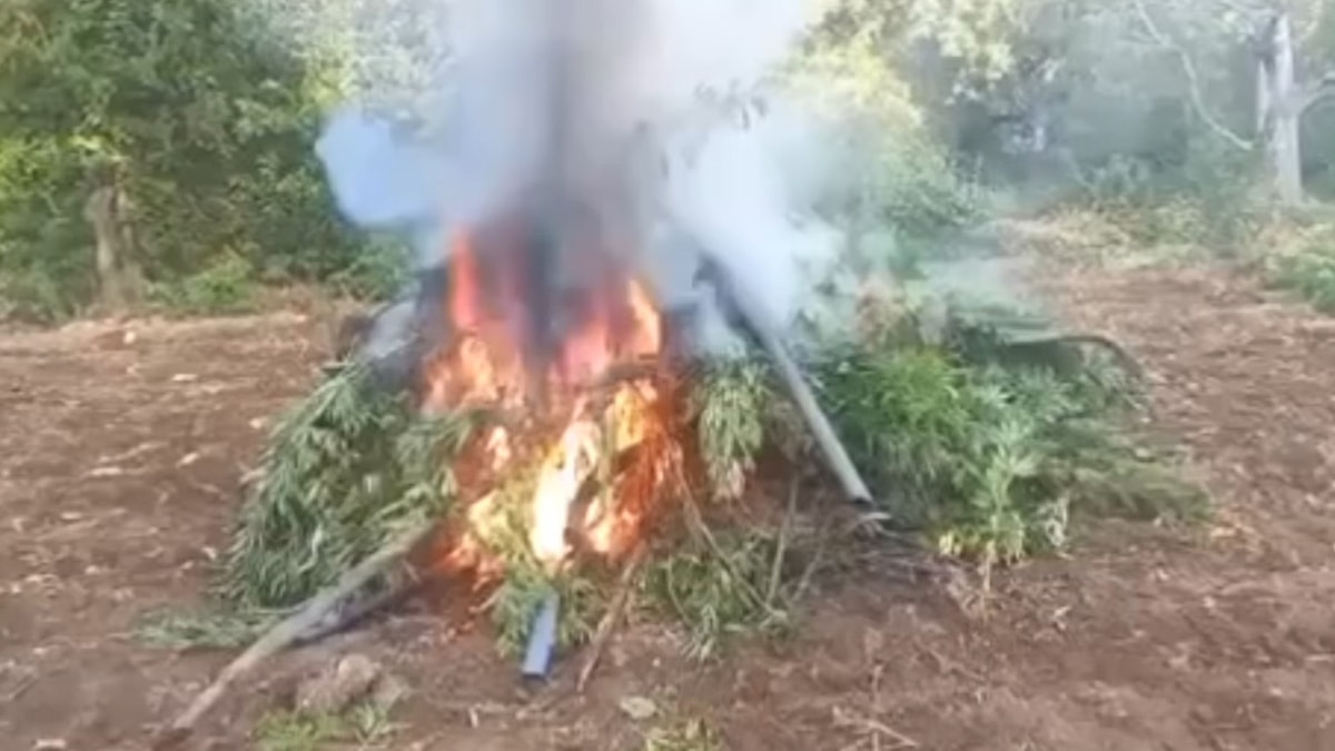 Diyarbakır’da 1 milyon 781 bin kök kenevir, 511 kilo esrar ele geçirildi