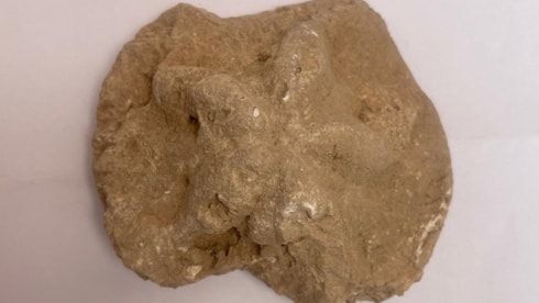 Diyarbakır'da denizyıldızı fosili bulundu