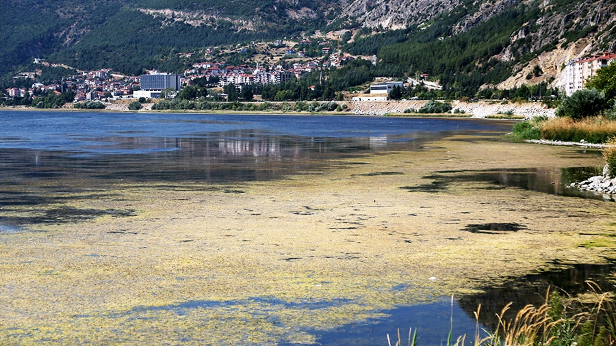 Eğirdir Gölü'nde korkutan görüntü: Battaniye gibi kapladı