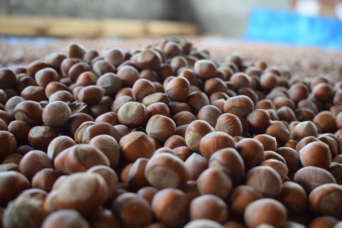Fındık alım fiyatları belli oldu