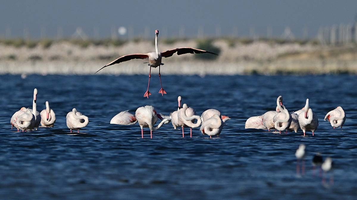 Akkaya Barajı gölü flamingolara ev sahipliği yapıyor