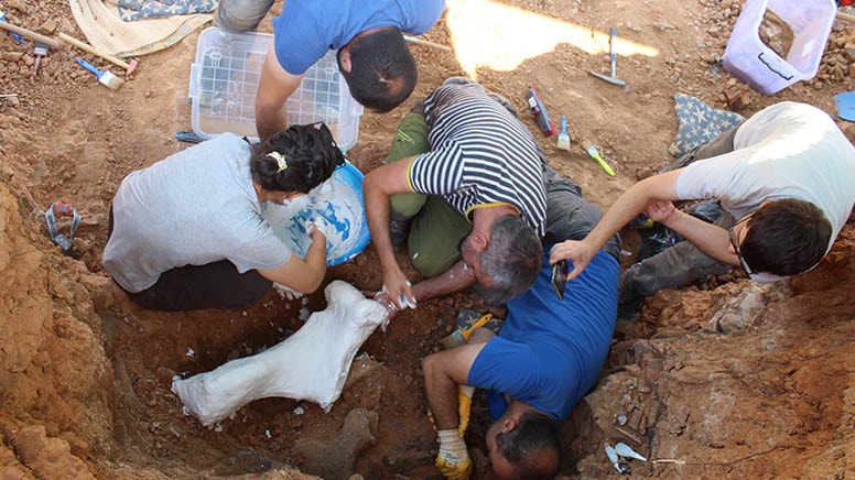 9 milyon yıllık olduğu sanılıyor... Denizli'de kılıç dişli kedi bulundu