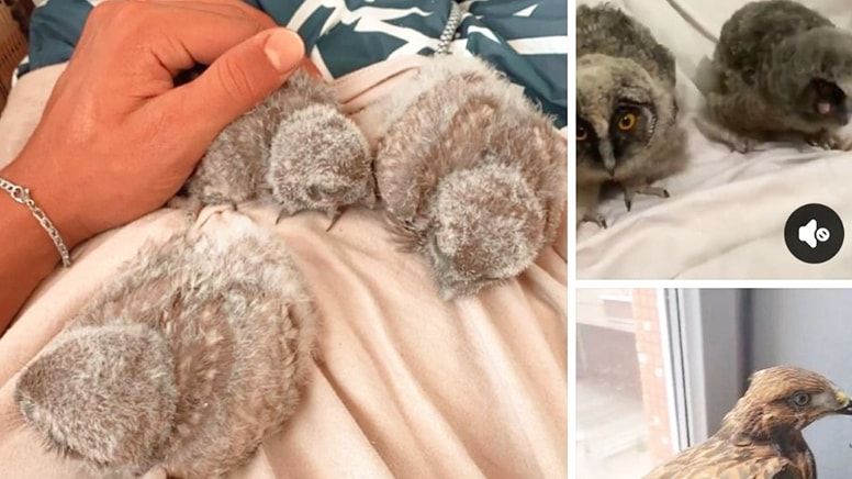 Ticareti yasak hayvanları internete koydular, ceza aldılar