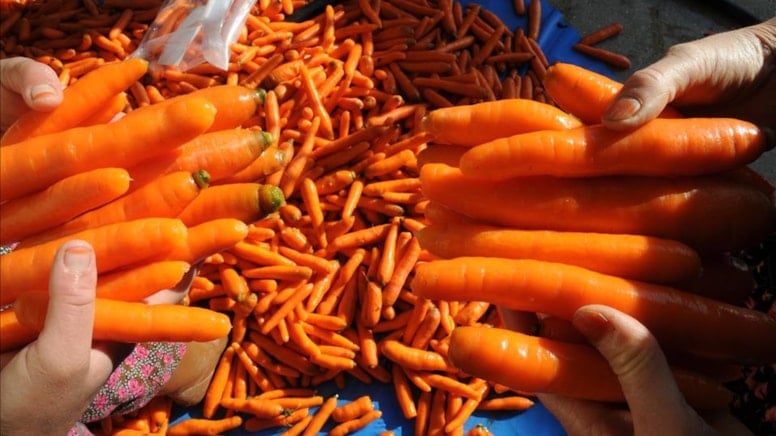 Her gün bir torba havuç yiyen kadının ten rengi değişti