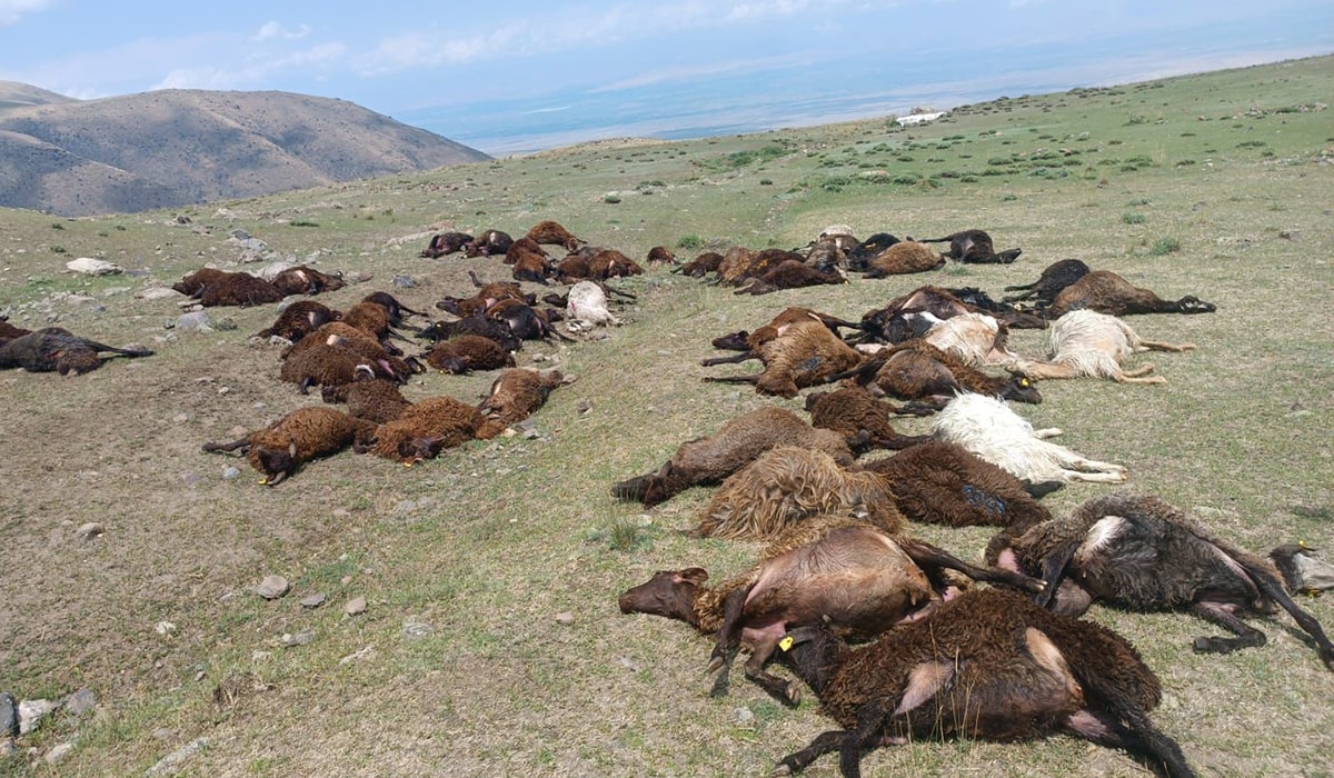 Iğdır'da yıldırım dehşeti! 70 koyun öldü, çoban ağır yaralı