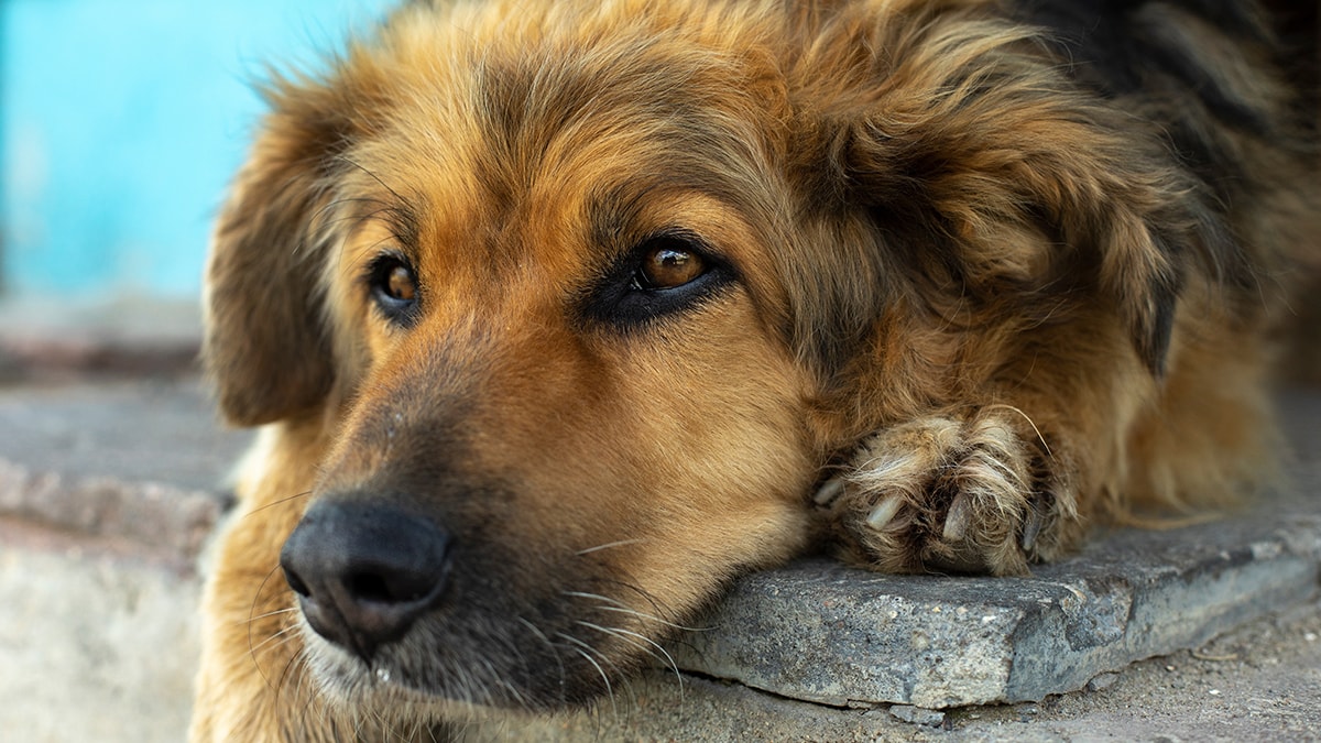 'Katliam yasası' komisyondan geçti