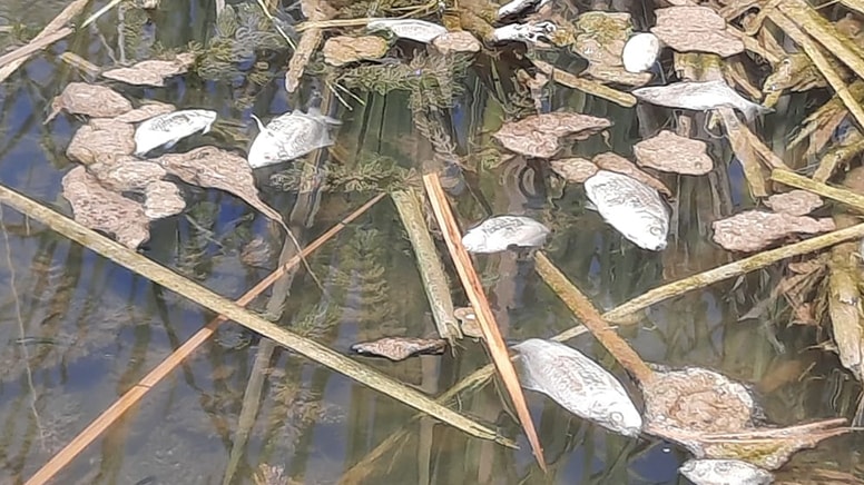 Kurtul Göleti'nde balık ölümleri yaşandı