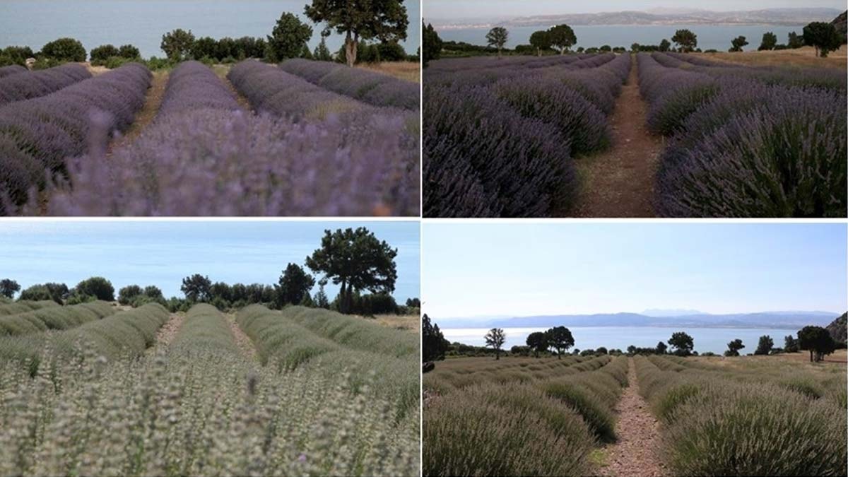 Lavanta bahçelerinin fotoğrafları bu yıl erken soldu