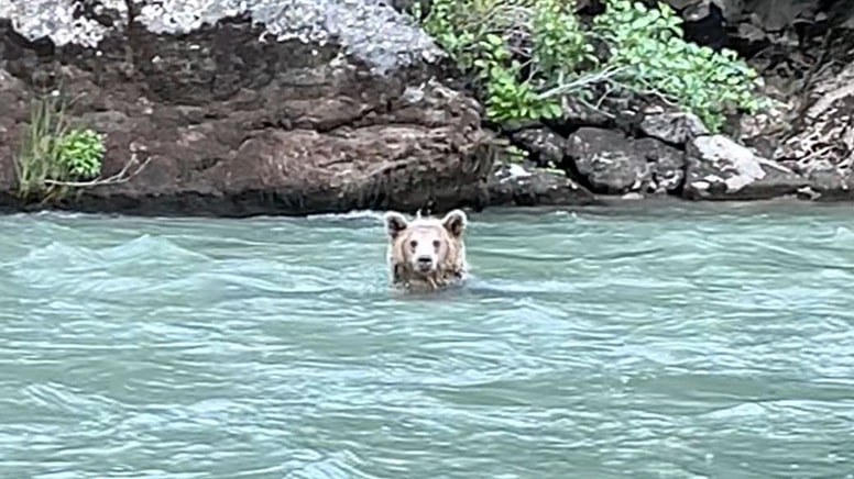 Sıcaktan bunalan bozayı böyle serinledi