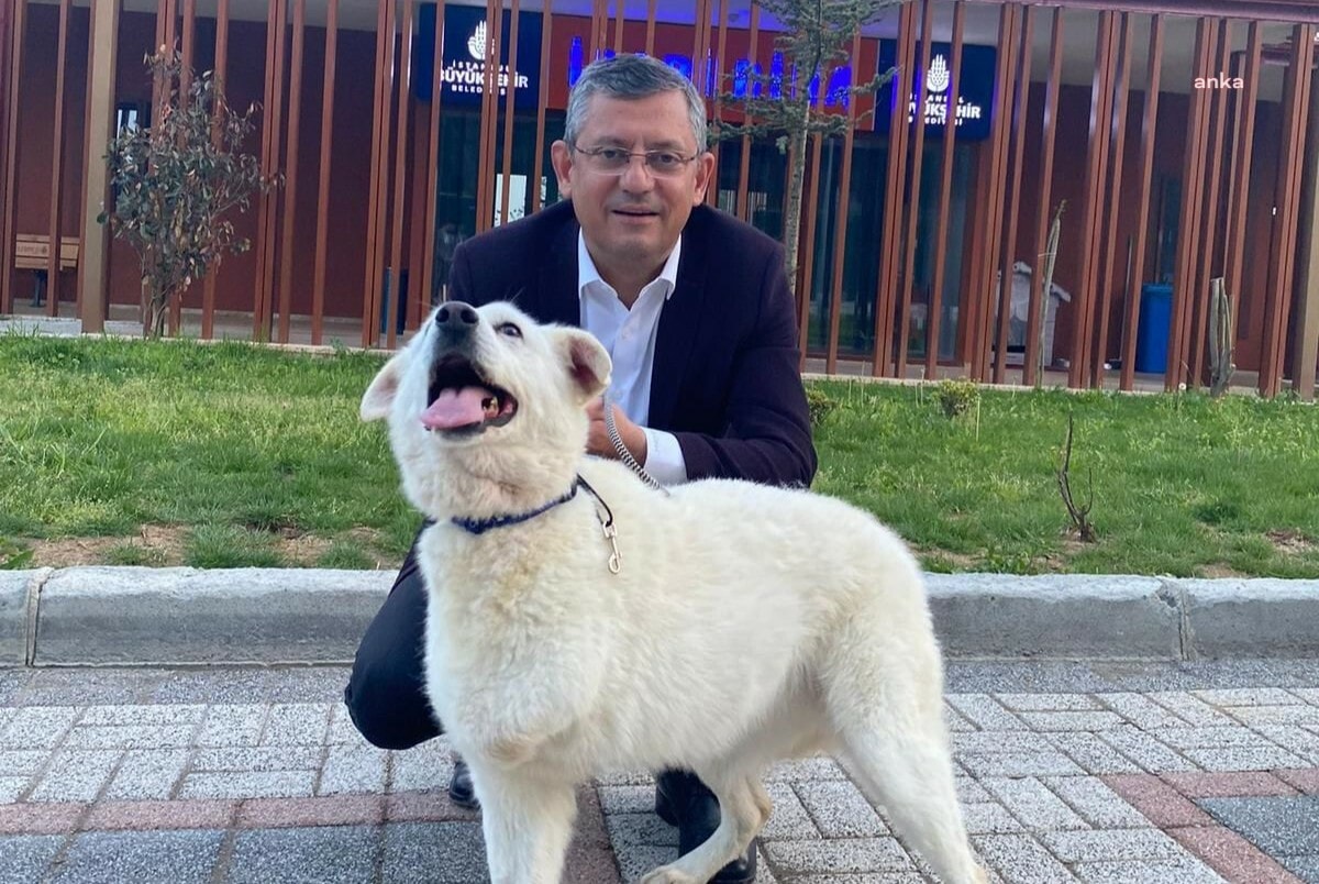 CHP lideri Özel'den sokak hayvanları yasası tepkisi