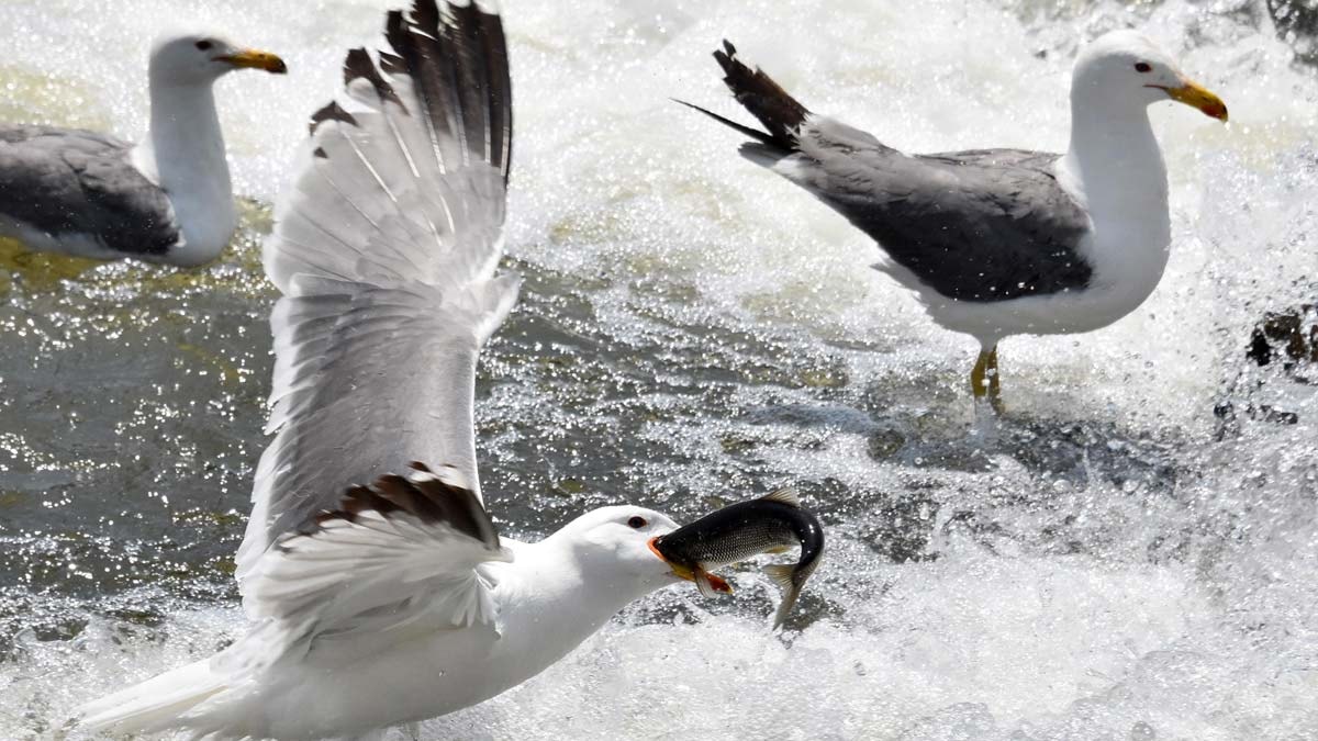 Van Gölü'nde inci kefali göçü rekor kırdı