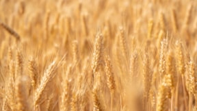 'Arpa ve buğday fiyatı revize edilmeli'