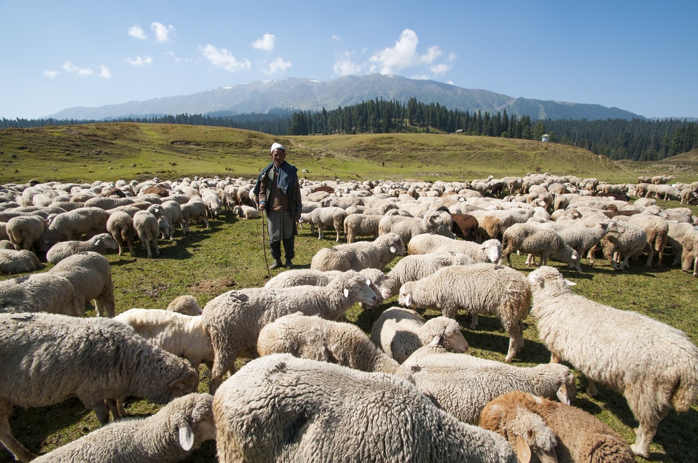 Çoban sorunu nasıl çözülecek? Sektörden çözüm önerisi