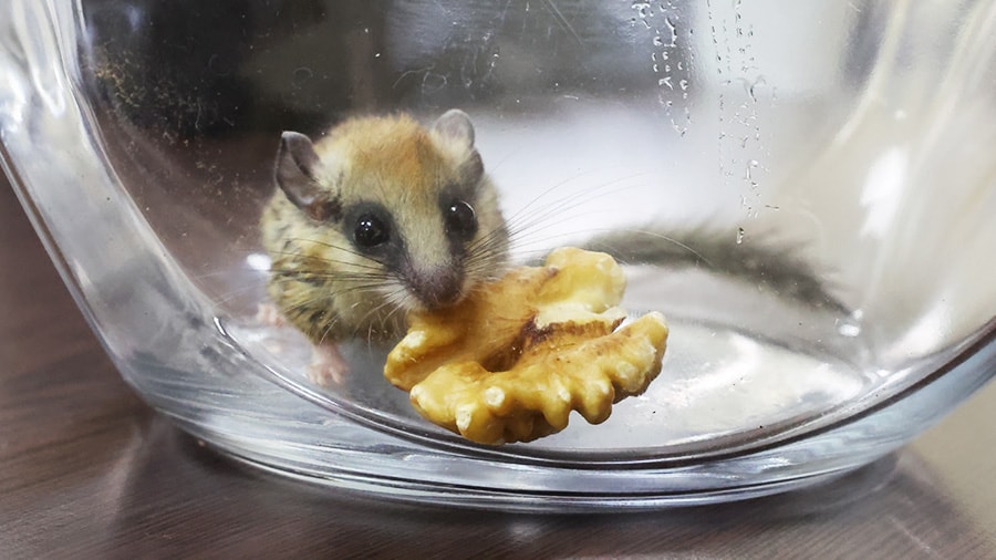 Sivas'ta nesli tehlike altında olan ağaç yediuyuru görüldü