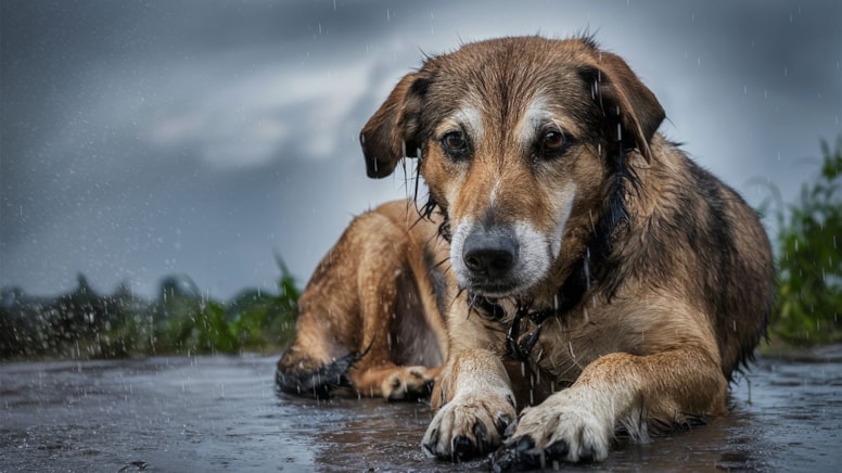 'Katliam yasası' resmen yürürlüğe girdi