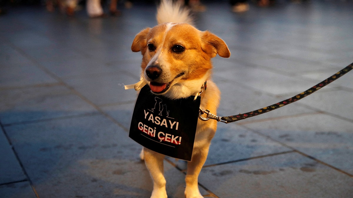 ‘Ötanazi yasası’ görüşmelerinde kritik gelişme