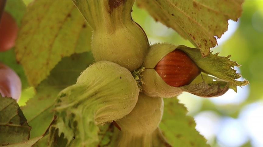TZOB: TMO fındık alım fiyatını zaman kaybetmeden açıklamalı
