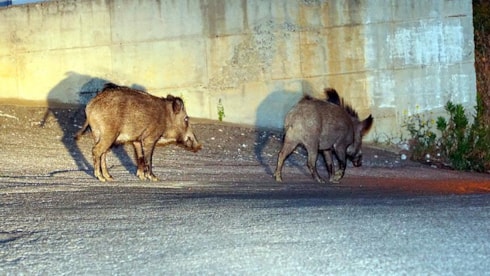 Erzurum'da yaban domuzu dehşeti