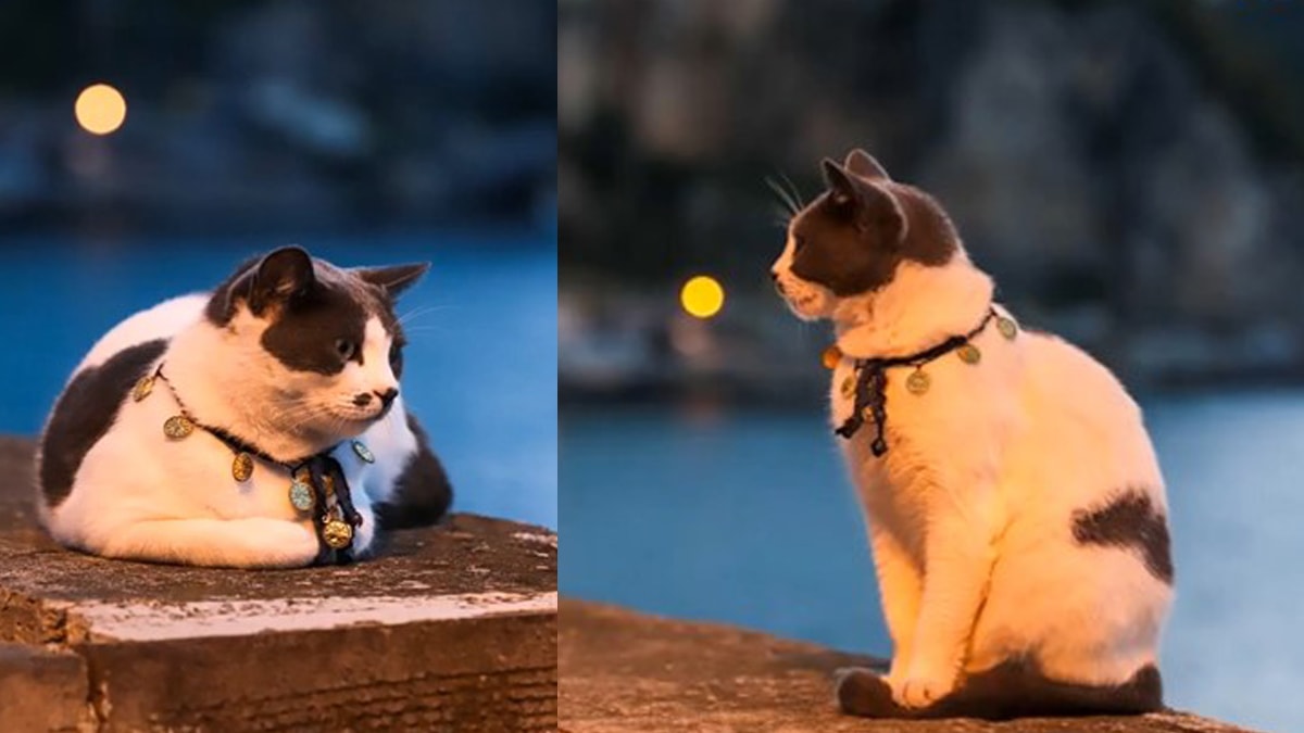 Fotoğrafçıya poz veren kedi gündemde! Siz hiç daha önce model kedi gördünüz mü?