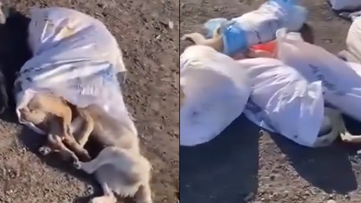 Türkiye'nin dört bir yanında katliam devam ediyor: Çuval içinde köpek cesetleri bulundu!